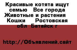 Красивые котята ищут семью - Все города Животные и растения » Кошки   . Ростовская обл.,Батайск г.